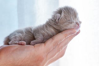 How to Take Care of A Newborn Kitten