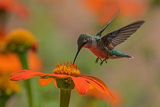 hummingbird on orange flower