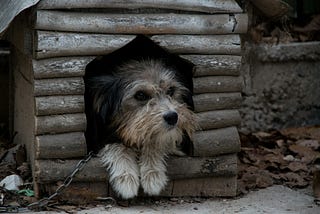 Little dog peeking out from doghouse