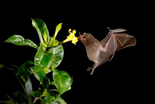 Bat flying near flower