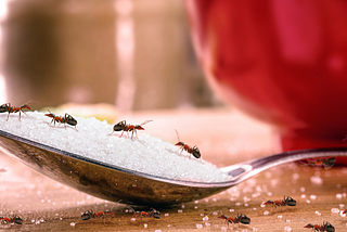 Ant-Proof Your Home: Essential Steps for a Pest-Free Summer