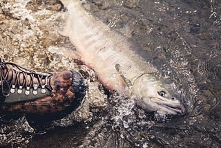 Wood Duck Fishing