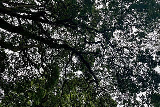 A photo taken in East Devon by the author. Looking upwards in the woods to see the canopies and branches of trees interweaving.