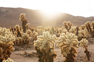 Cholla Cactus