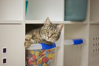 A cat stares at the camera from a well-organized closet