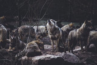 Thrown to the Wolves & the Importance of Administrative Assistants