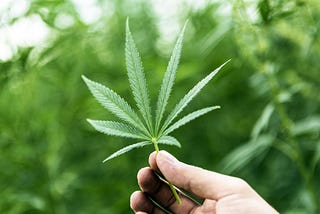 WeedHeads NFT — Marijuana : Good or Bad?