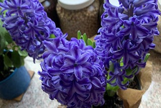 Persian New Year (Nowruz): Hyacinths & Hope in Dark Times