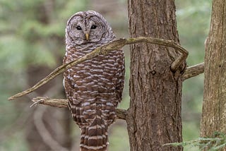 Killing Barred Owls is a Moral Atrocity