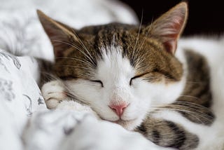 A brown and white cat sleeps peacefully.