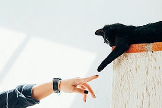 6 Manners To Follow When Visiting A House With Cats