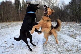 Are my dogs playing or fighting?