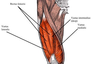 Conquering The Quadriceps: Your Bodybuilding Blueprint for Leg-Wreaking Power at leanmusclebody.blogspot.com