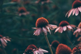6 Ways to use Echinacea That Aren’t a Cure For the Common Cold