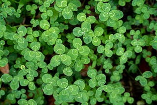 What Being Irish-American Means to Me