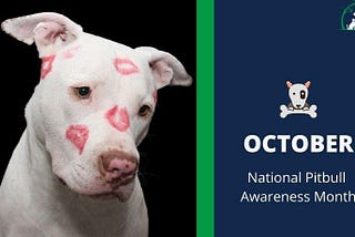 October is National Pitbull Awareness Month: Busting the Myths