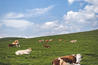Years Ago My Family Had Some Cows