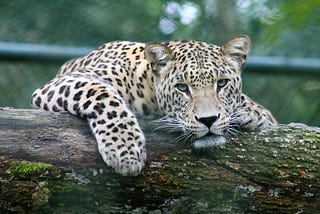 Leopard lounging on fallen tree