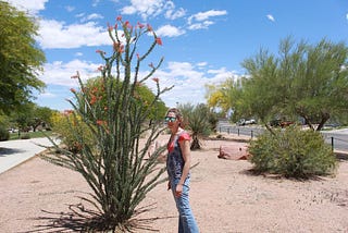 The Stunning Ocotillo and the Honeybees in Las Vegas