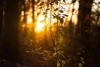 Watches Dawn: a poem