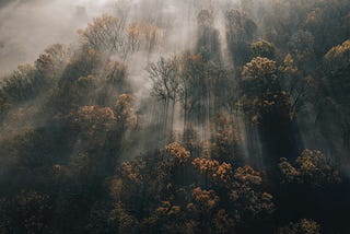 Misty morning autumn forest