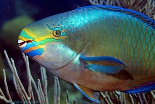 Why We Should Not Eat Parrotfish?
