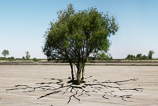 A tree breaking through concrete