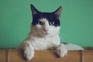 Black and white cat with it’s front paws forward