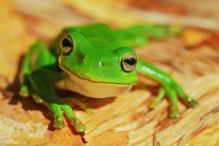 Eat The Frog