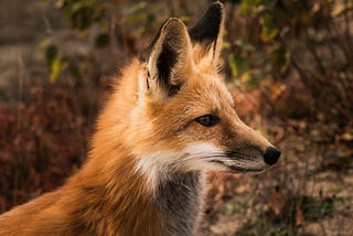 a reddish brown fox staring off into the distance to the right