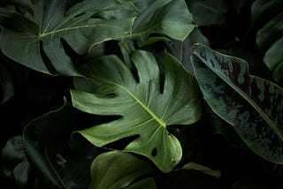Swiss Cheese Plant Makes Delicious Berries