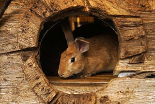 Why are bunnies a significant part of Easter?