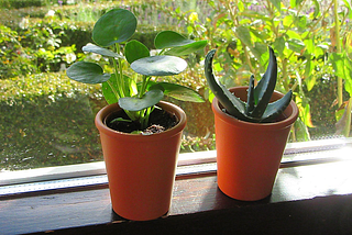 Sunny window with two small succulent plants on a window sill. View of trees and plants outside.
