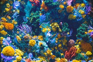 The Secret Life of Corals