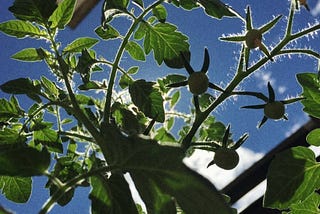 #2 Planting time. Vegetable garden on the balcony.