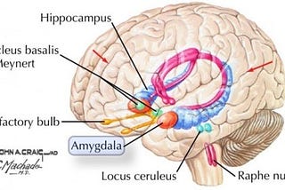 Attain Your Goals: Tell Your Amygdala To Take A Break