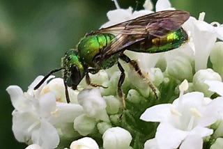 So you want to plant a pollinator garden…here’s how!