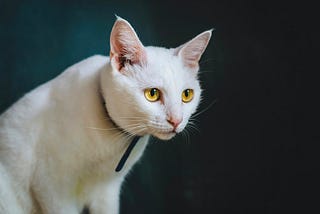 A white cat stares out at the reader.