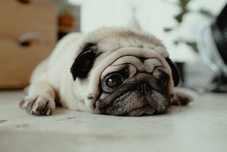 Sad looking pug.