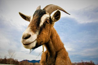 just a goat