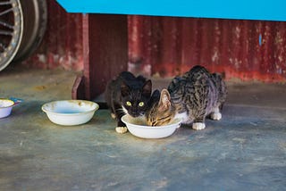 3 Types Of “Eating Troubles” That Can Occur When Raising Multiple Cats