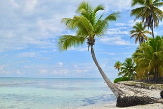 Palm trees growing on a beach overlooking the Caribbean Sea