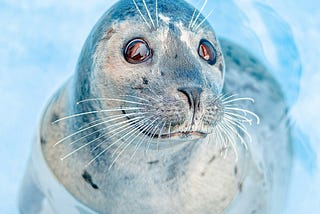 A big-eyed seal in blue water, looking wistfully into the camera.