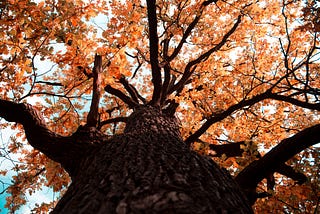 Autumn colored oak tree top in fall season. Against blue sky.