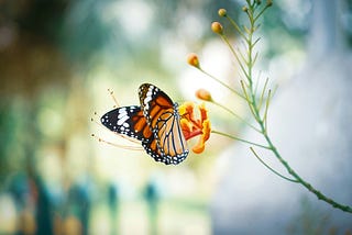 Not All Butterflies