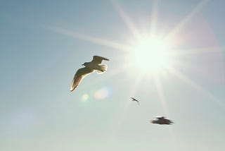 Seagulls flying against the sun, glare from sun rays on a blue backdrop of sky