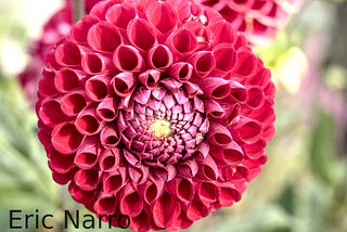 A photo of a red flower