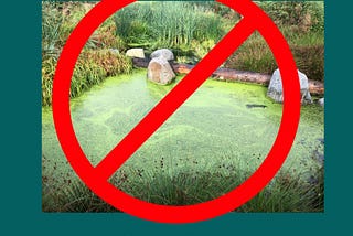 Why You Can’t Use Algae From Your Pond As Fertilizer