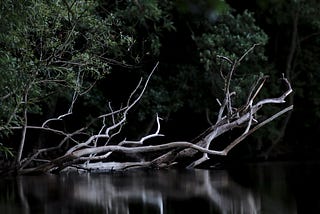 The Sway of A Broken Branch