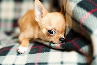 Passwords are like Chihuahuas